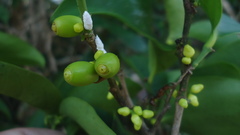 Schoepfia brasiliensis