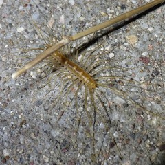 Scutigera linceci