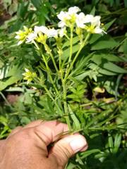 Polemonium foliosissimum