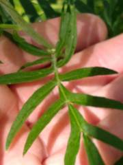 Polemonium foliosissimum