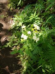 Polemonium foliosissimum