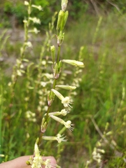 Silene tatarica