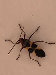 Oncopeltus unifasciatellus