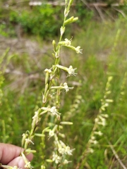 Silene tatarica