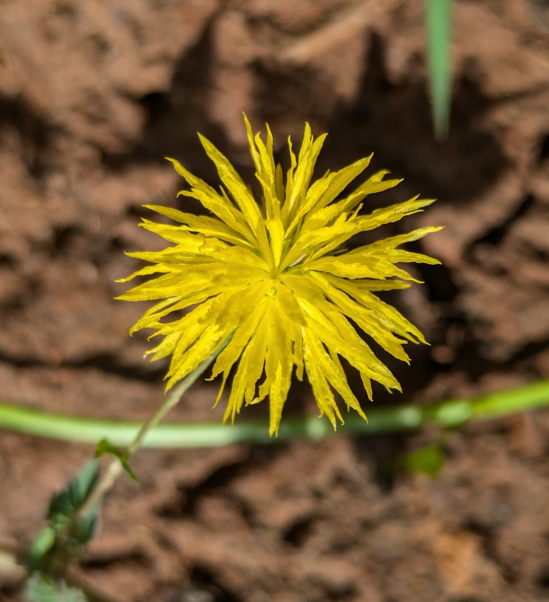 Neptunia oleracea