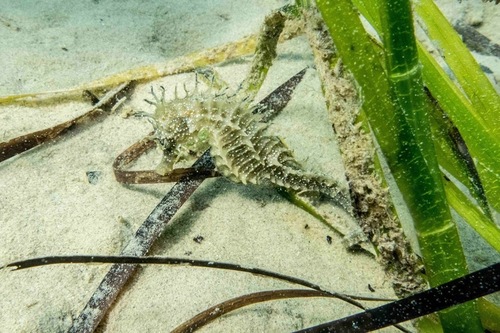 Long-snouted seahorse (Hippocampus guttulatus) — Syngnathidae — 3