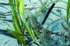 Hippocampus guttulatus