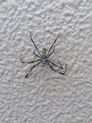 Trichonephila clavata