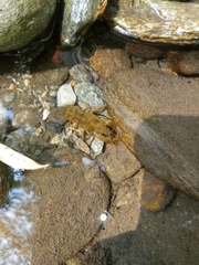 Austropotamobius pallipes