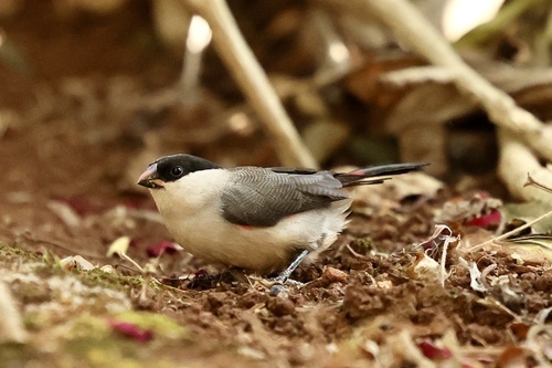 Black-crowned Waxbill