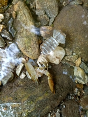 Austropotamobius pallipes