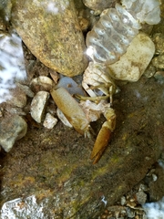 Austropotamobius pallipes