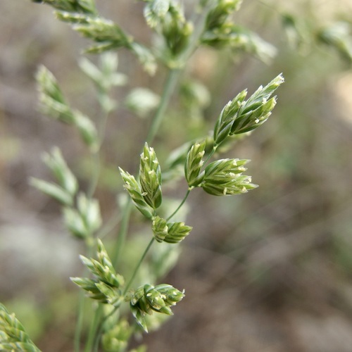 Image of Bigelow's Bluegrass (Poa bigelovii) by (c) Sue Carnahan, some rights reserved (CC BY)