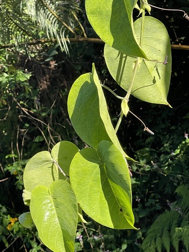 Passiflora ligularis observed 2024-11-22