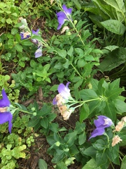 Platycodon grandiflorus