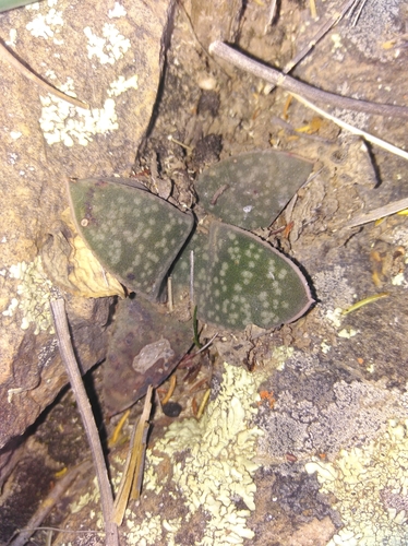 Image of Gasteria vlokii by (c) Brian du Preez, some rights reserved (CC BY-SA)