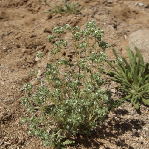 Image of Eremocarya micrantha by (c) Sue Carnahan, some rights reserved (CC BY)