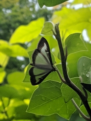 Cydalima perspectalis