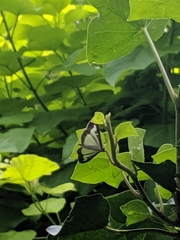 Cydalima perspectalis