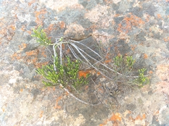 Dolichothrix ericoides