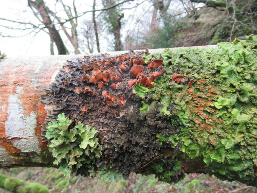 Mustard Kidney Lichen