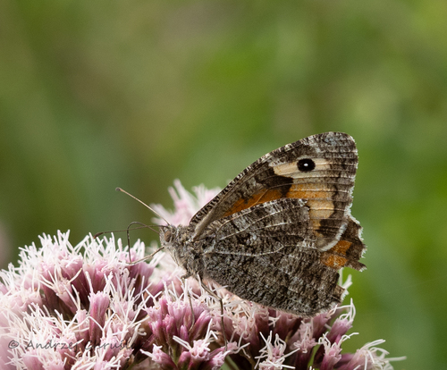 Grayling photo 3