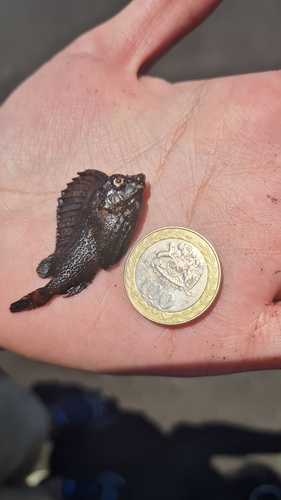 Horsefish (Congiopodus peruvianus) — Congiopodidae — 2