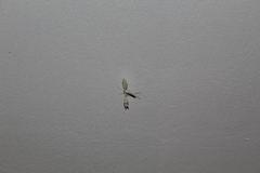 Pterophorus pentadactyla