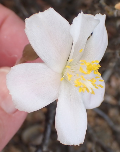 Anacampseros lanceolata