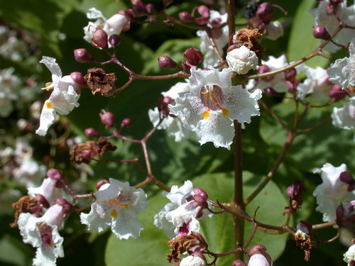 Catalpa x erubescens, photographed by an iNaturalist contributor