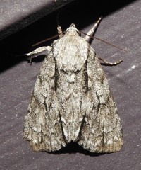 Acronicta hasta