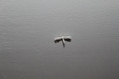 Pterophorus pentadactyla