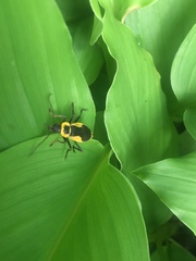 Chauliognathus distinguendus