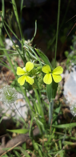 Erysimum nervosum