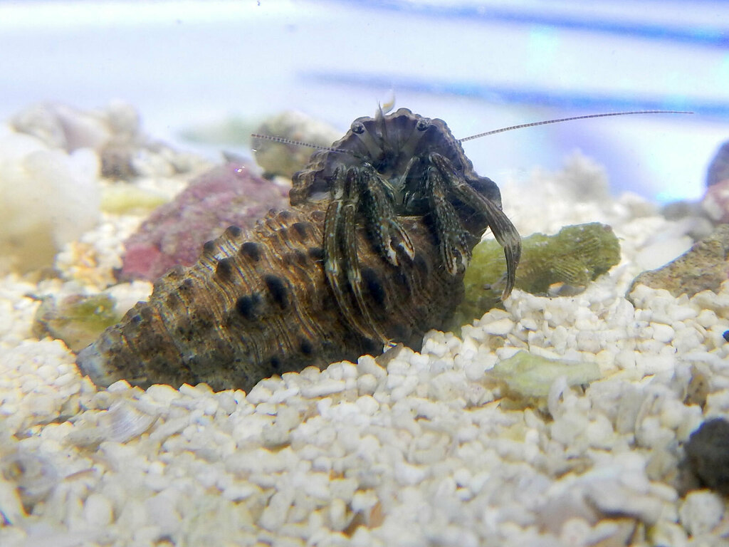 Ambon Hermit Crab