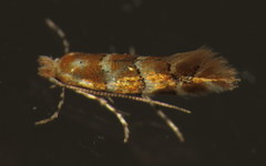 Phyllonorycter emberizaepenella