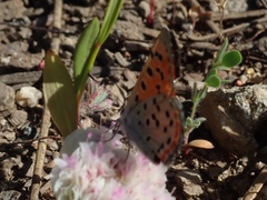 Lycaena cupreus