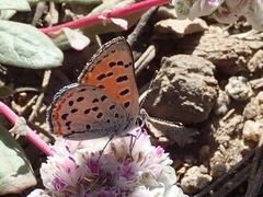 Lycaena cupreus