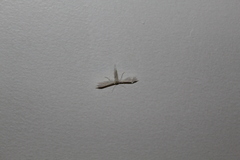 Pterophorus pentadactyla