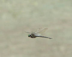 Somatochlora tenebrosa