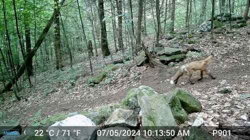 Eastern American Red Fox photographed in New Hampshire