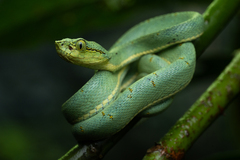 Green Jararaca photo 3