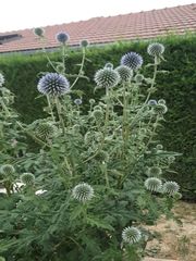 Echinops sphaerocephalus