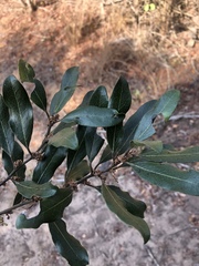 Euclea natalensis natalensis