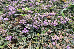 Dolichos decumbens