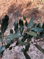 Euclea natalensis natalensis