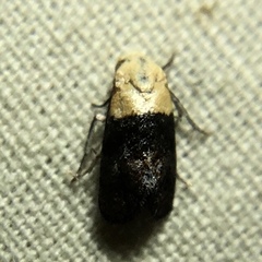 Eugnosta erigeronana