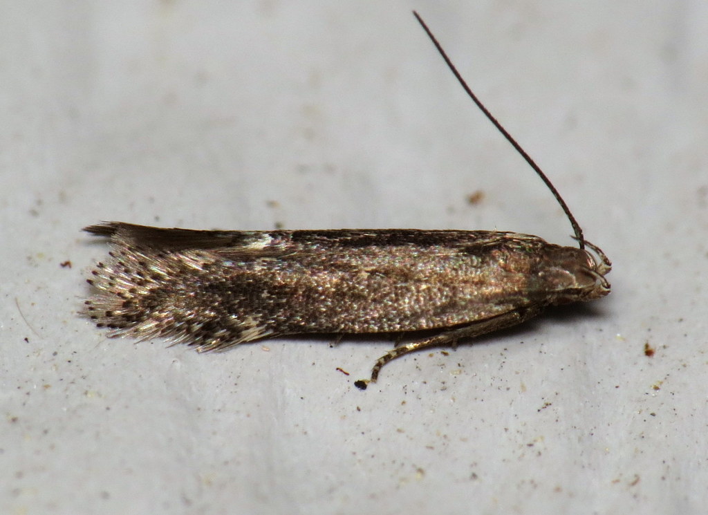 Aproaerema palpilineella
