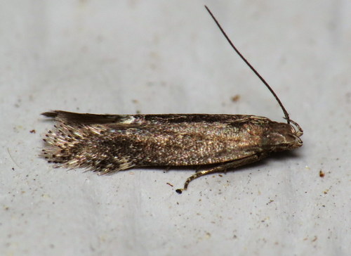 Aproaerema palpilineella (Chambers, 1875)