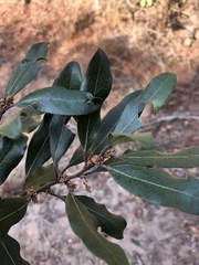 Euclea natalensis natalensis